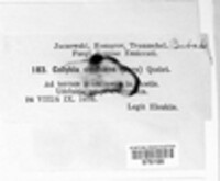 Collybiopsis confluens image
